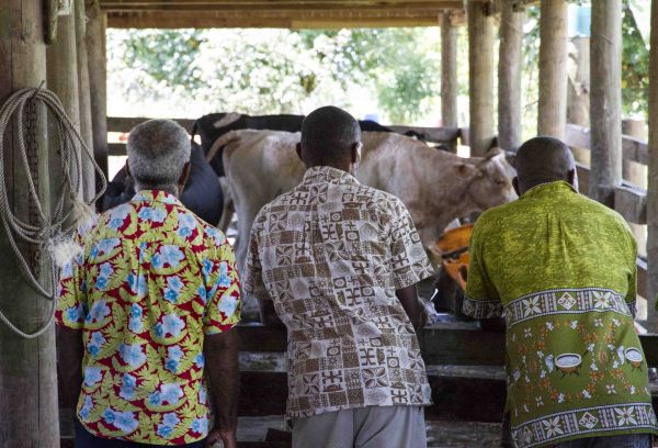 Drawing on New Zealand experience to improve the Fiji dairy industry