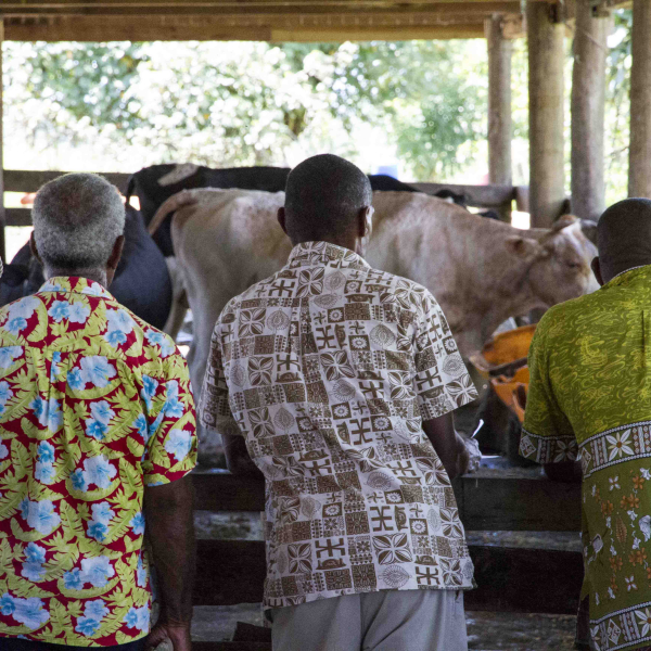 Drawing on New Zealand experience to improve the Fiji dairy industry