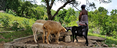 Livestock Technical Assistance