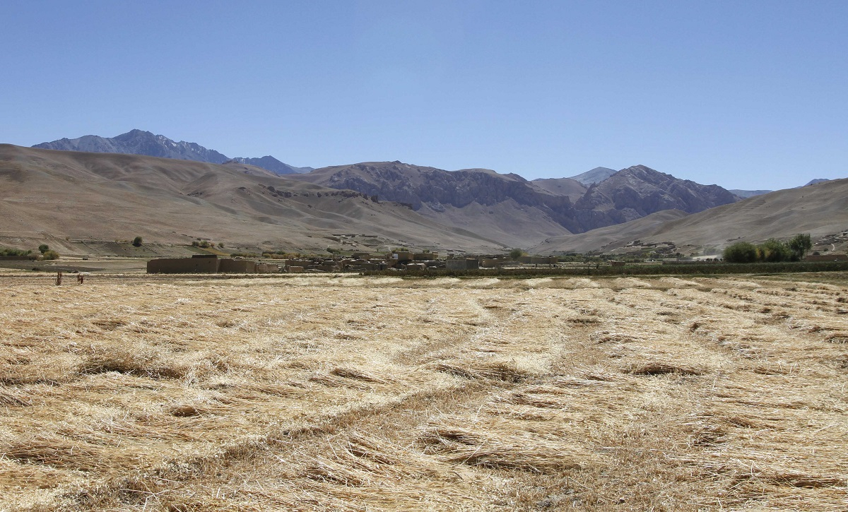 Wheat stooks in Bamyan Province, Afghanistan.