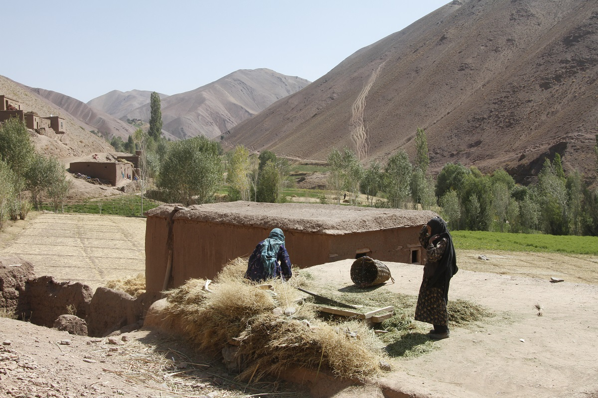 Women hand-threshing wheat in Bamyan Province, Afghanistan.