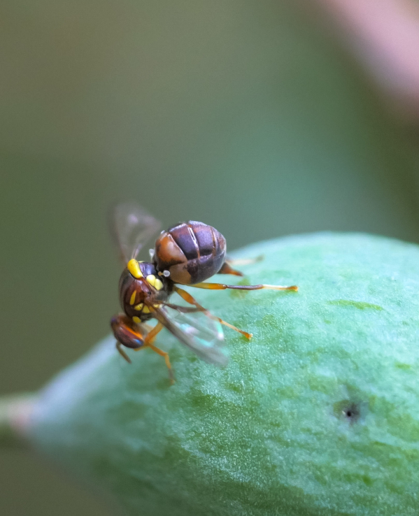 More value at risk in New Zealand from invasive species