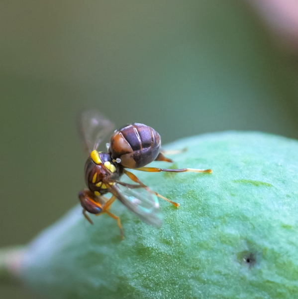 More value at risk in New Zealand from invasive species